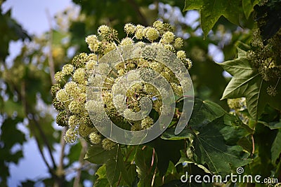 Branches with flowers of Kalopanax septemlobus tree. Stock Photo