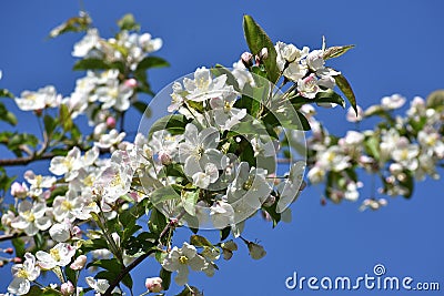 Branches with flowers of Malus sargentii. Stock Photo