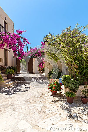 Branches of flowers pink bougainvillea bush, Crete, Greece Stock Photo