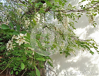 Branches and flowers of White acacia flowers black locust -Robinia pseudoacacia- close-up. Stock Photo
