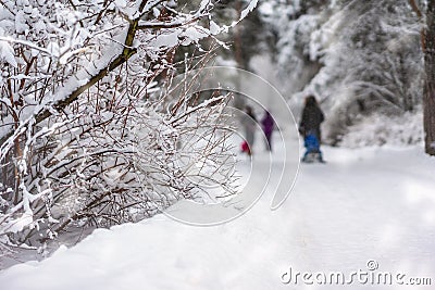 Branches of a forest tree covered with snow, unrecognizable families with a children with sleds in snowy park, winter Stock Photo
