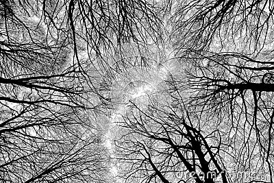 Branches forest in winter, abstract composition. Stock Photo