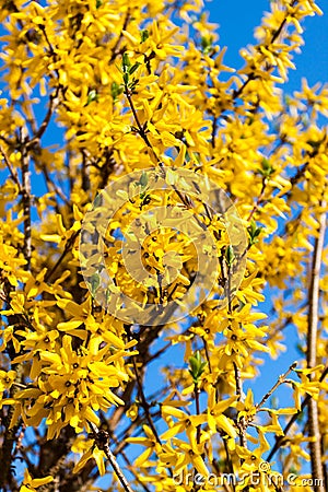 Branches of forsythia covered by yellow blossoms over blue sky Stock Photo