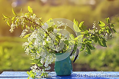 Branches of fragrant cherry stand in a metal jug on the bench Stock Photo