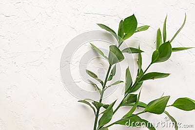 Branches with fresh green Ruscus leaves on white concrete textured background Stock Photo