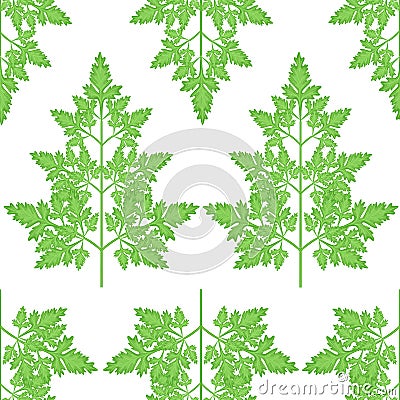 Branches of fresh parsley branches. Tasty and healthy spicy grass. Seasoning with meat and vegetable dishes. Vector illustration Cartoon Illustration