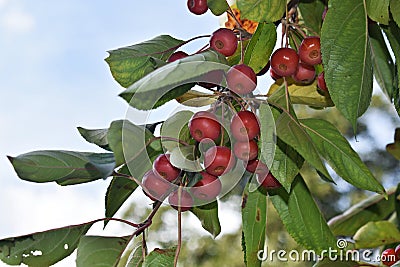 Branches with fruit of Malus Hupehensis Stock Photo