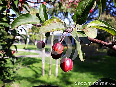 Branches with fruit of Malus Hupehensis Stock Photo