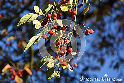 Branches with fruit of Malus Hupehensis. Stock Photo