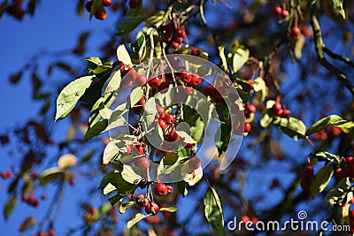 Branches with fruit of Malus Hupehensis. Stock Photo