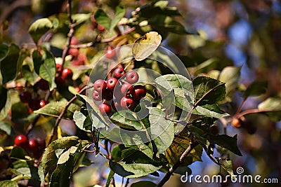 Branches with fruit of Malus Hupehensis. Stock Photo