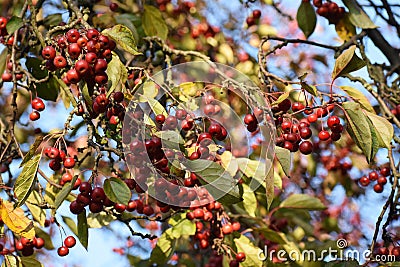Branches with fruit of Malus Hupehensis. Stock Photo