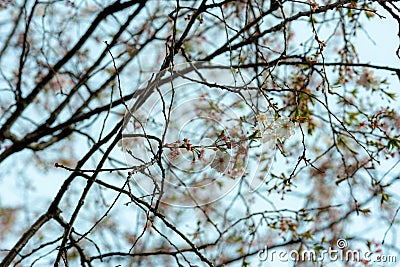 Branches full of flowers blossomed in spring, dreamlike landscape Stock Photo