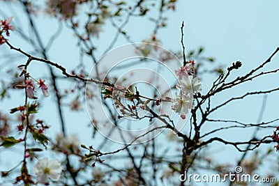 Branches full of flowers blossomed in spring, dreamlike landscape Stock Photo