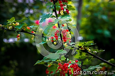 Branches full of healthy red currants in the green wood. Stock Photo