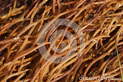 Branches of Golden Seaweed Stock Photo