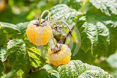 Branches of green bush raspberry with ripe yellow berries in the garden. Summer. Stock Photo