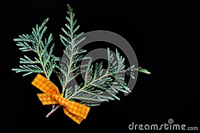 Branches of green juniper with a yellow ribbon of fabric on a black background Stock Photo