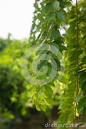 Branches and green leaves of Phyllocarpus septentrionalis Donn. Smith Stock Photo