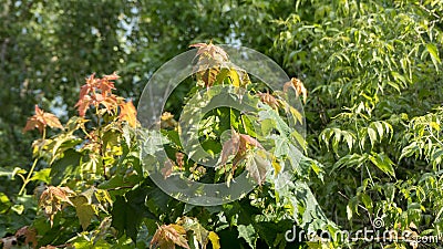 Branches green maple tree leaves raindrops background summer Stock Photo