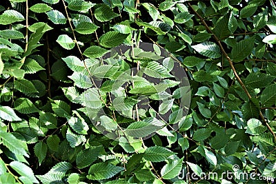 Green tree leaves background lit by the sun summer, Stock Photo