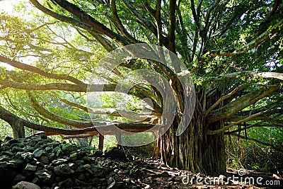 Branches and hanging roots of giant banyan tree growing on famous Pipiwai trail on Maui, Hawaii Stock Photo