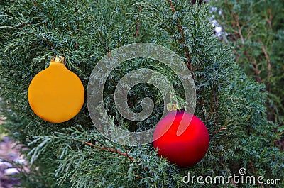 Branches of juniper with Christmas balls. Stock Photo