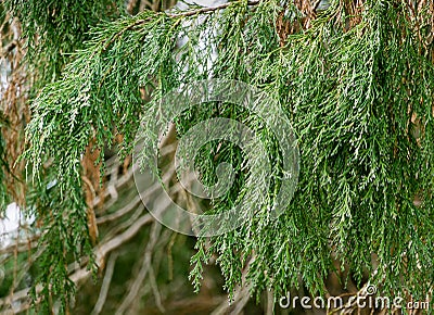 Branches of Lawson cypress Chamaecyparis Lawsoniana Filifera, known as Port Orford cedar, white or Oregon cedar in spring day Stock Photo
