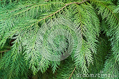 Branches of Lawson cypress Chamaecyparis Lawsoniana, known as Port Orford cedar, white or Oregon cedar Stock Photo