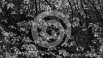 Branches, leafs, BlackandWhite, Monochrome, nature Stock Photo