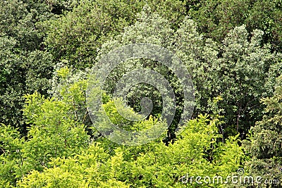 Branches and leaves of different kind of trees Stock Photo