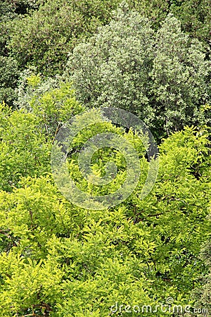 Branches and leaves of different kind of trees Stock Photo