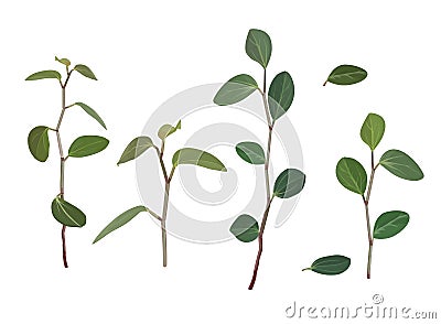 Branches and leaves of flowers of tradiscation isolated on white background. Vector Illustration