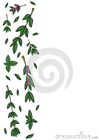Branches and leaves of fresh thyme Vector Illustration