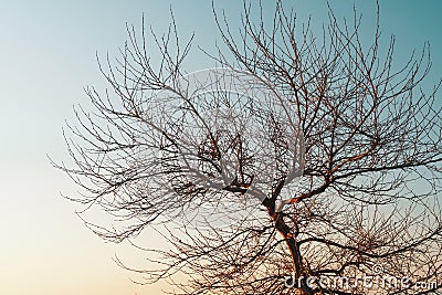 Branches without leaves of a graceful tree against the background of a blue sunset sky Stock Photo