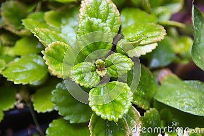 Branches and leaves of Plectranthus verticillatus Stock Photo