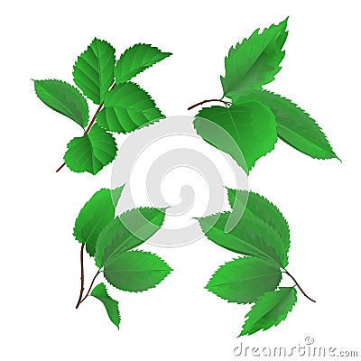 Branches with leaves of roses vintage hand draw set second vector Vector Illustration