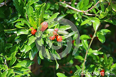 Branches with leaves and small pomegranate fruits Stock Photo