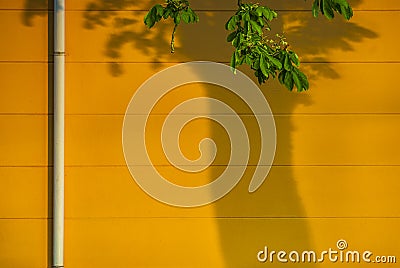 Branches with leaves and the trunk can be seen only as shadows on the factory hall Stock Photo