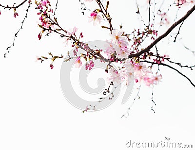 Branches with light pink flowers of Cherry blossoms Sakura. Toned image Stock Photo