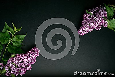 Branches of lilac on a black background Stock Photo