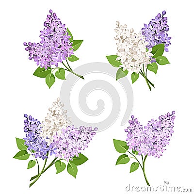 Branches of lilac flowers. Vector illustration. Vector Illustration