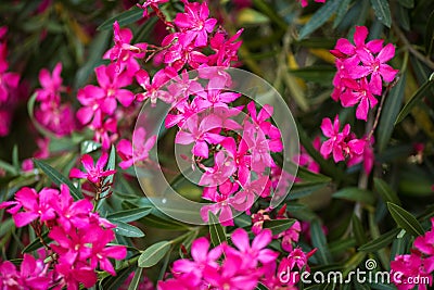 Branches of the lushly blooming Magenta oleander with five petals. Stock Photo