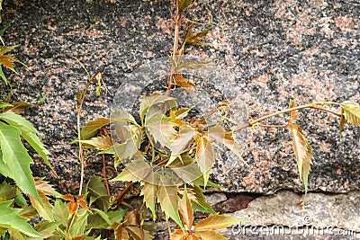 Branches of maiden grapes on the background of a granite wall Stock Photo