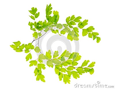 branches of a maidenhair Stock Photo