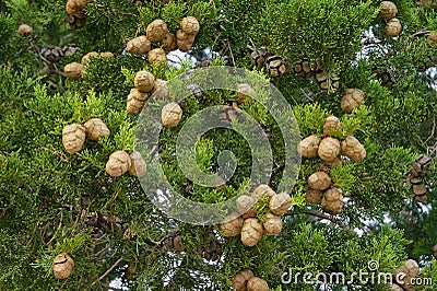 Branches of Mediterranean Cypress tree with foliage and cones, background Stock Photo