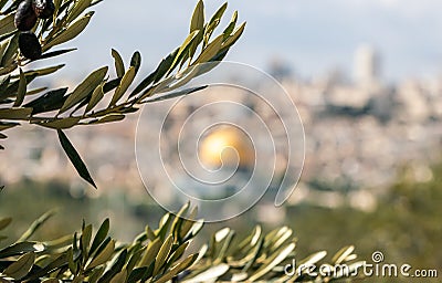 Branches of Olive tree with black olives from Monastery Carmel Pater Noster garden on Mount Eleon - Mount of Olives in East Stock Photo