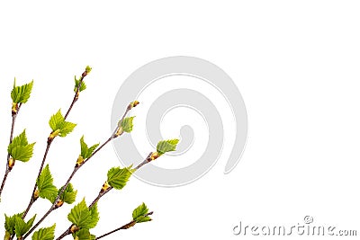 Branches With Opened Leaves Isolated On White Background Stock Photo