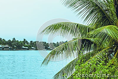 The branches of the palm tree and the sea Stock Photo