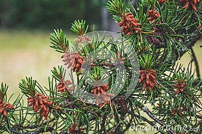 Branches of a pine tree with young red cones close-up. Green spruce with a drops of water after rain in summer. Beautiful nature Stock Photo